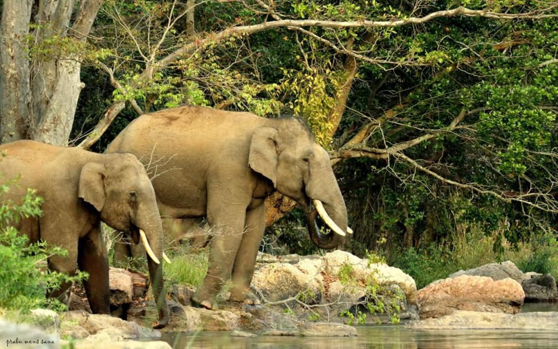Kerala Wild Stay Kanthalloor Exterior photo
