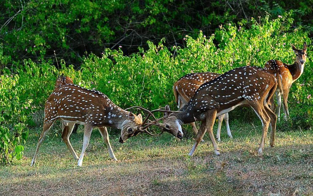 Kerala Wild Stay Kanthalloor Exterior photo